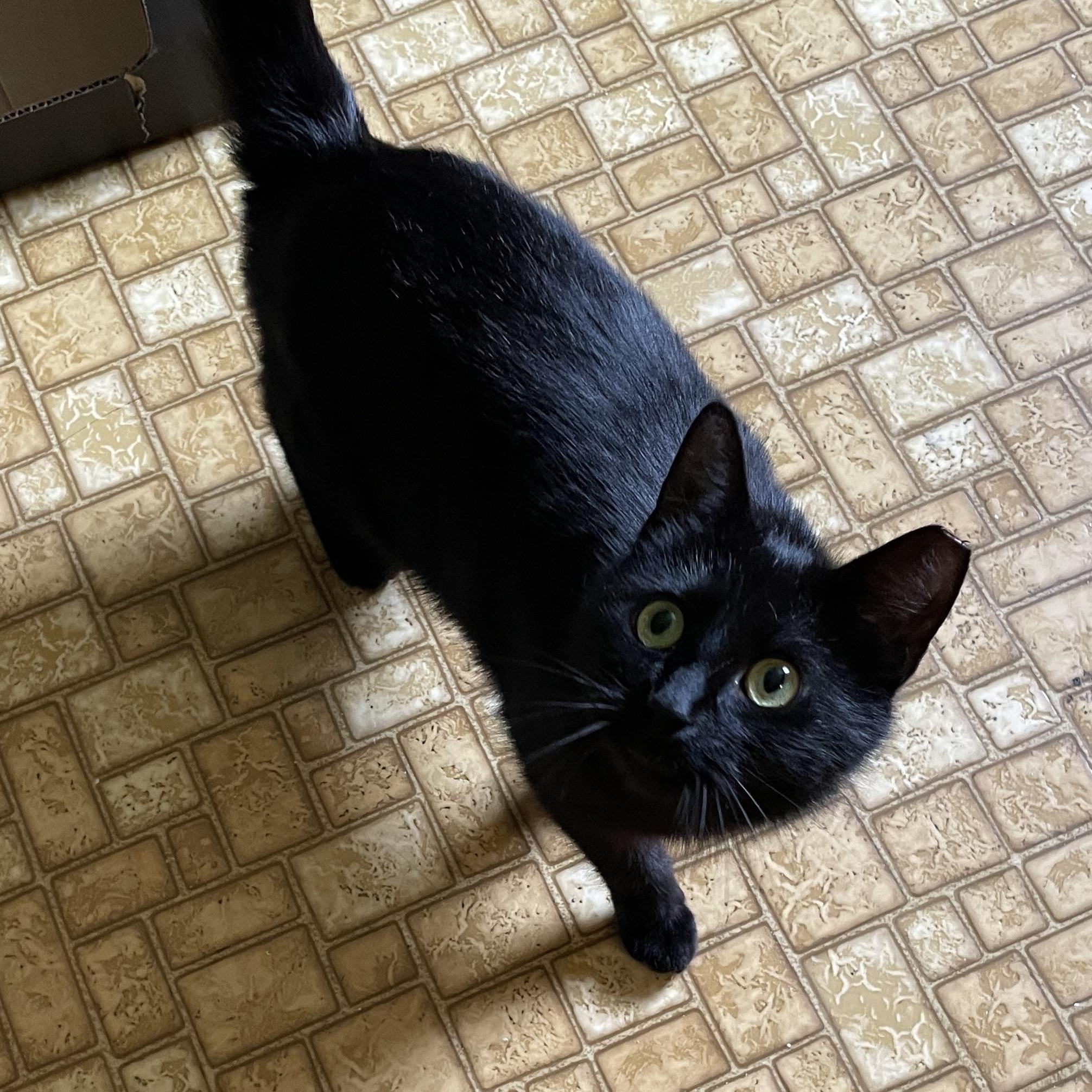 Catalina Wine Mixer, an adopted Domestic Short Hair in Lewistown, PA image 3/4