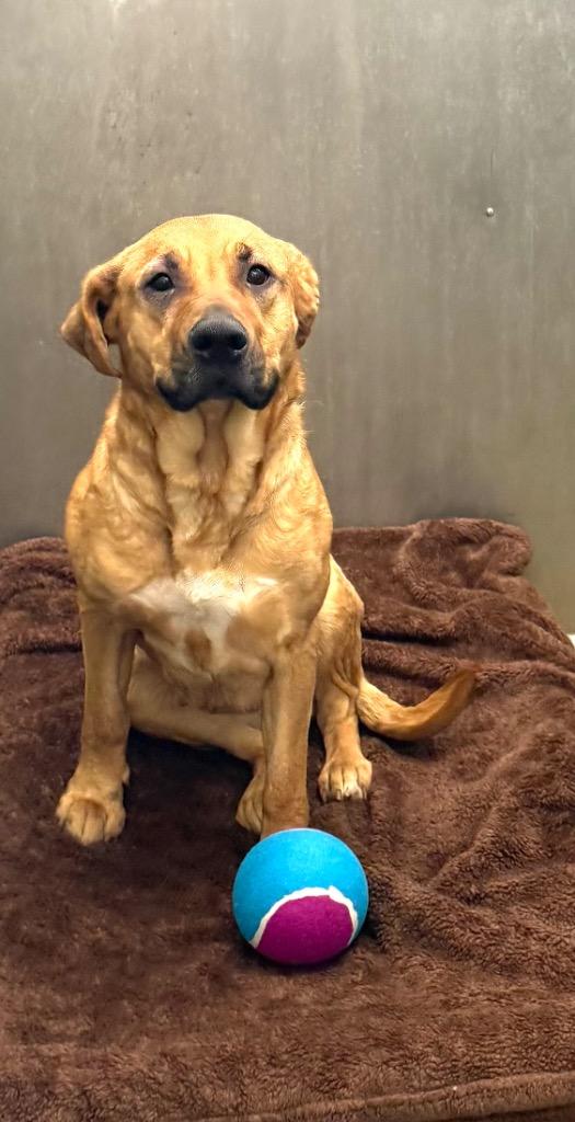 Amora, Adoptable, Adult Female Black Mouth Cur.