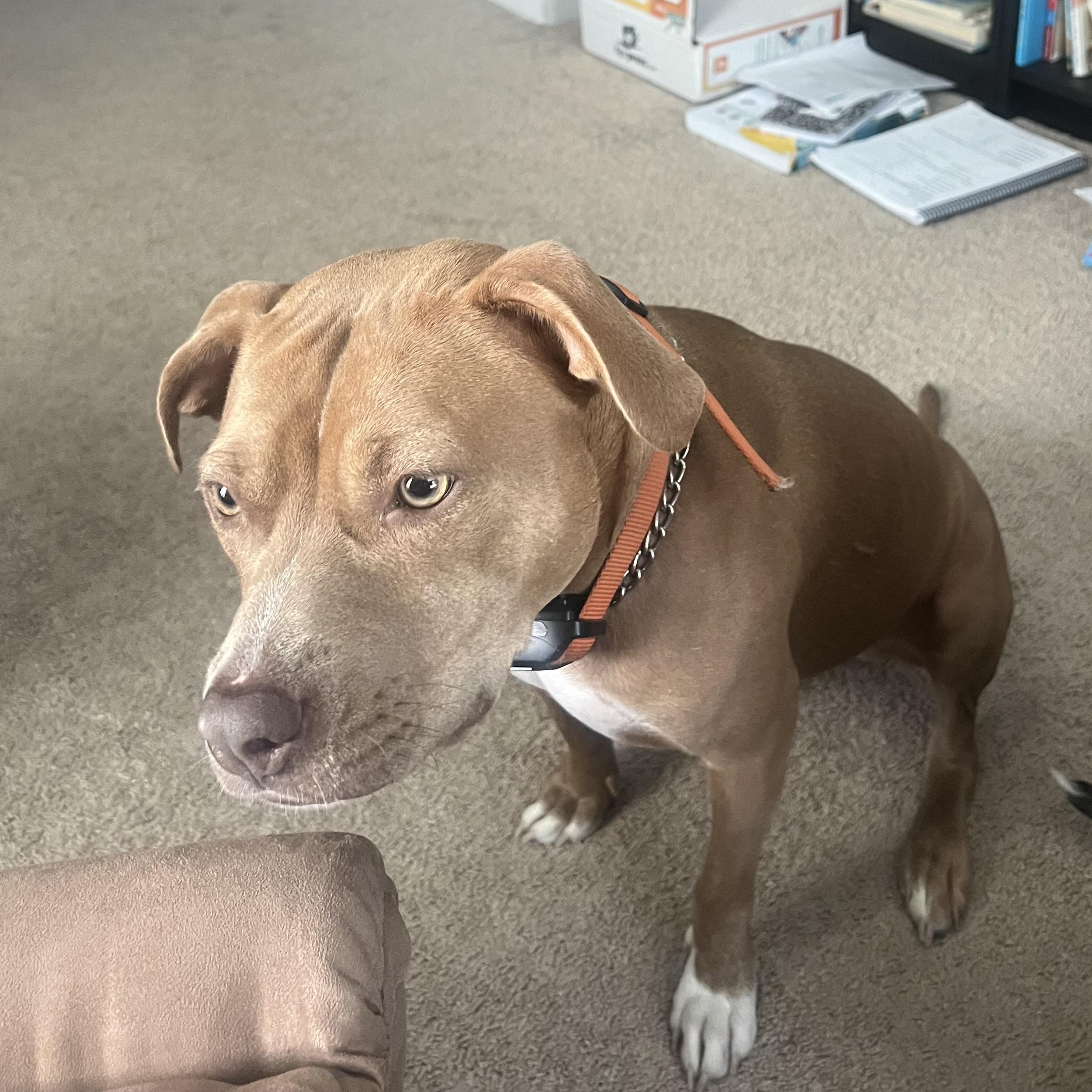 Mocha — thumbnail 5