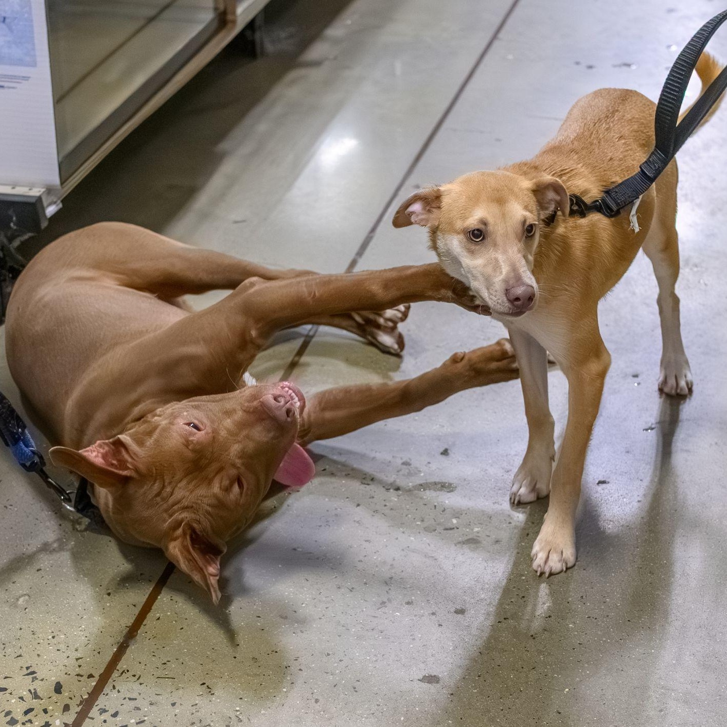 Enlarge REY, a ADOPTABLE Pit Bull Terrier in Hamilton, NJ image 5/5