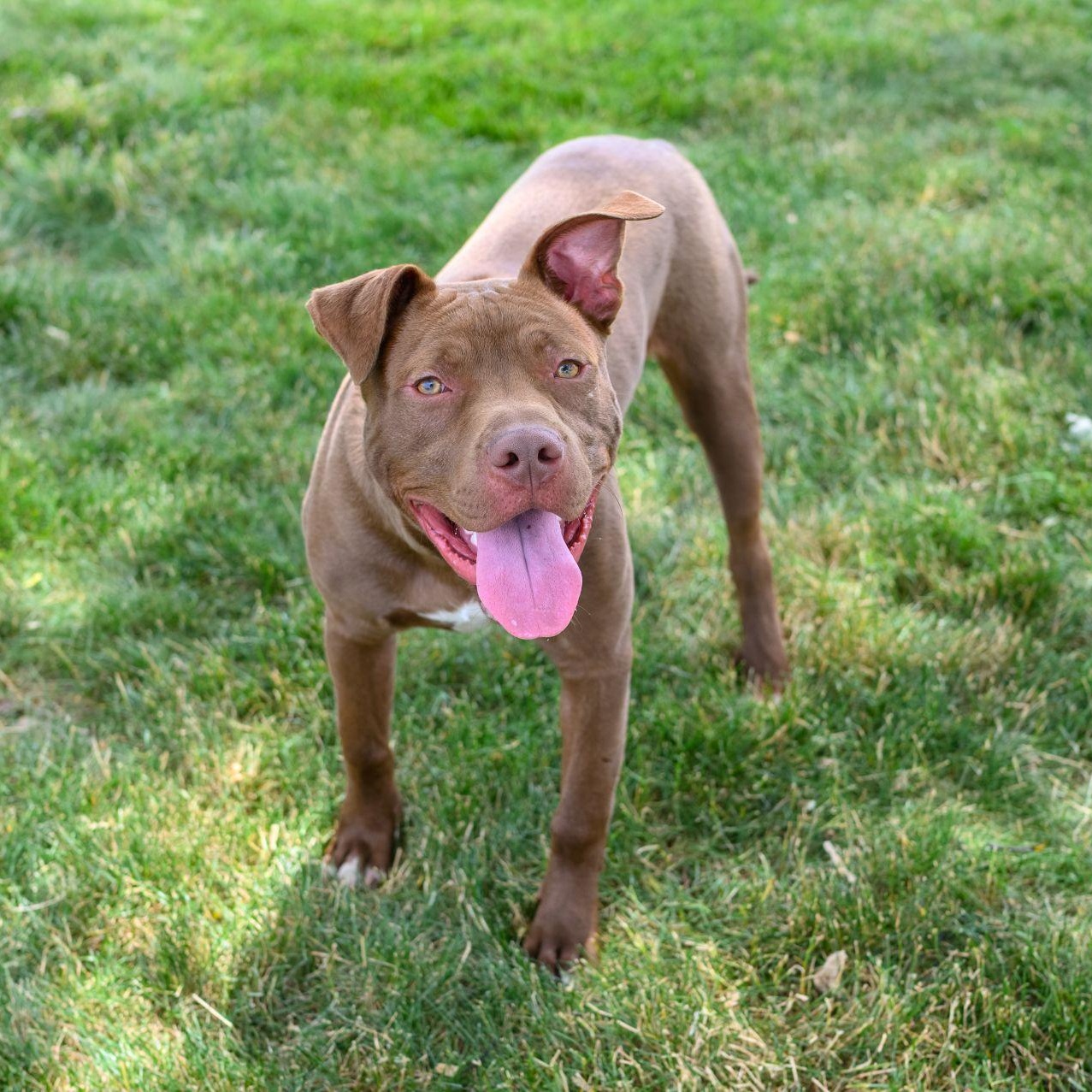Enlarge REY, a ADOPTABLE Pit Bull Terrier in Hamilton, NJ image 2/5