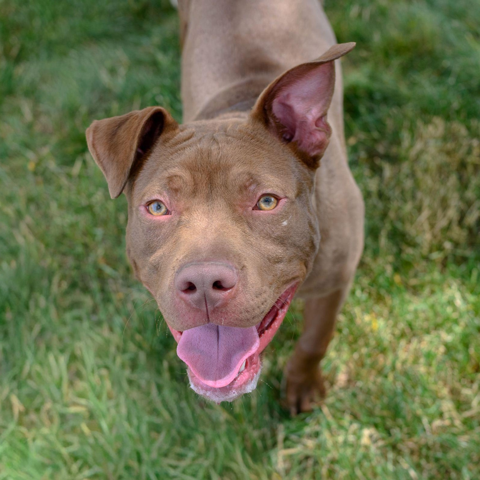 REY, ADOPTABLE, Young Male Pit Bull Terrier.