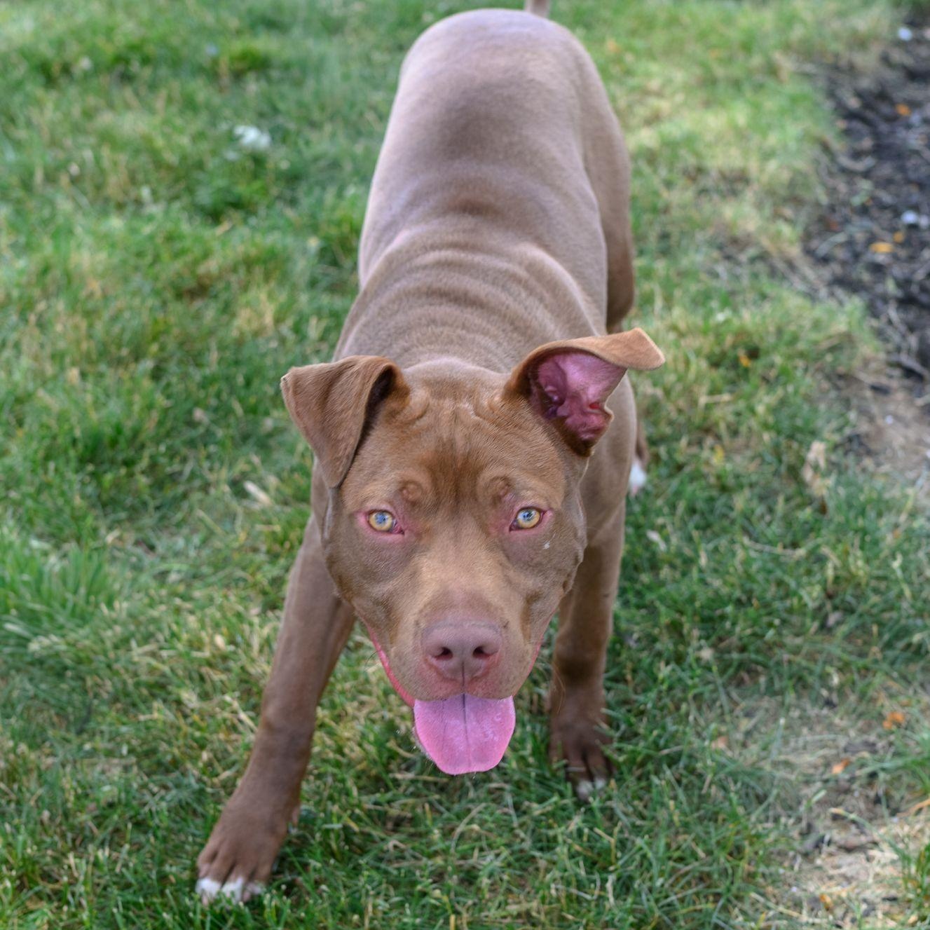 Enlarge REY, a ADOPTABLE Pit Bull Terrier in Hamilton, NJ image 3/5