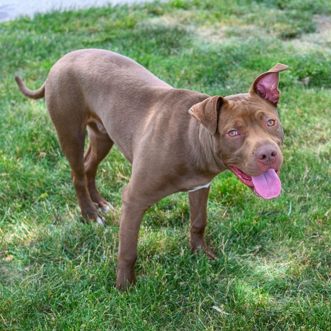 Enlarge REY, a ADOPTABLE Pit Bull Terrier in Hamilton, NJ image 4/5