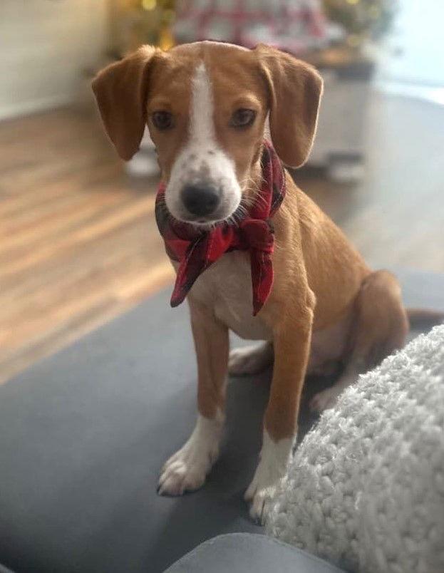 Enlarge Applejack, a Adoptable Beagle in Dunnellon, FL image 1/3