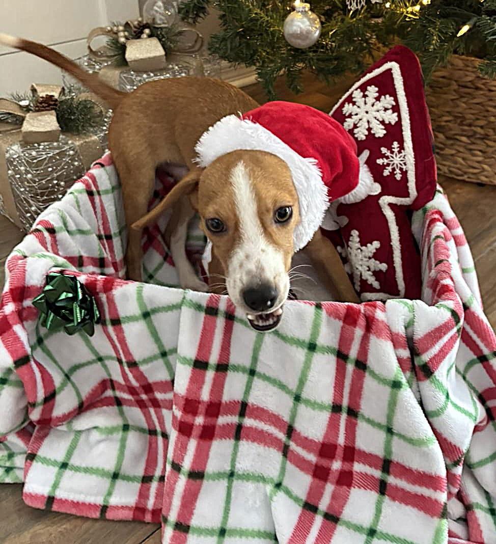 Enlarge Applejack, a Adoptable Beagle in Dunnellon, FL image 2/3