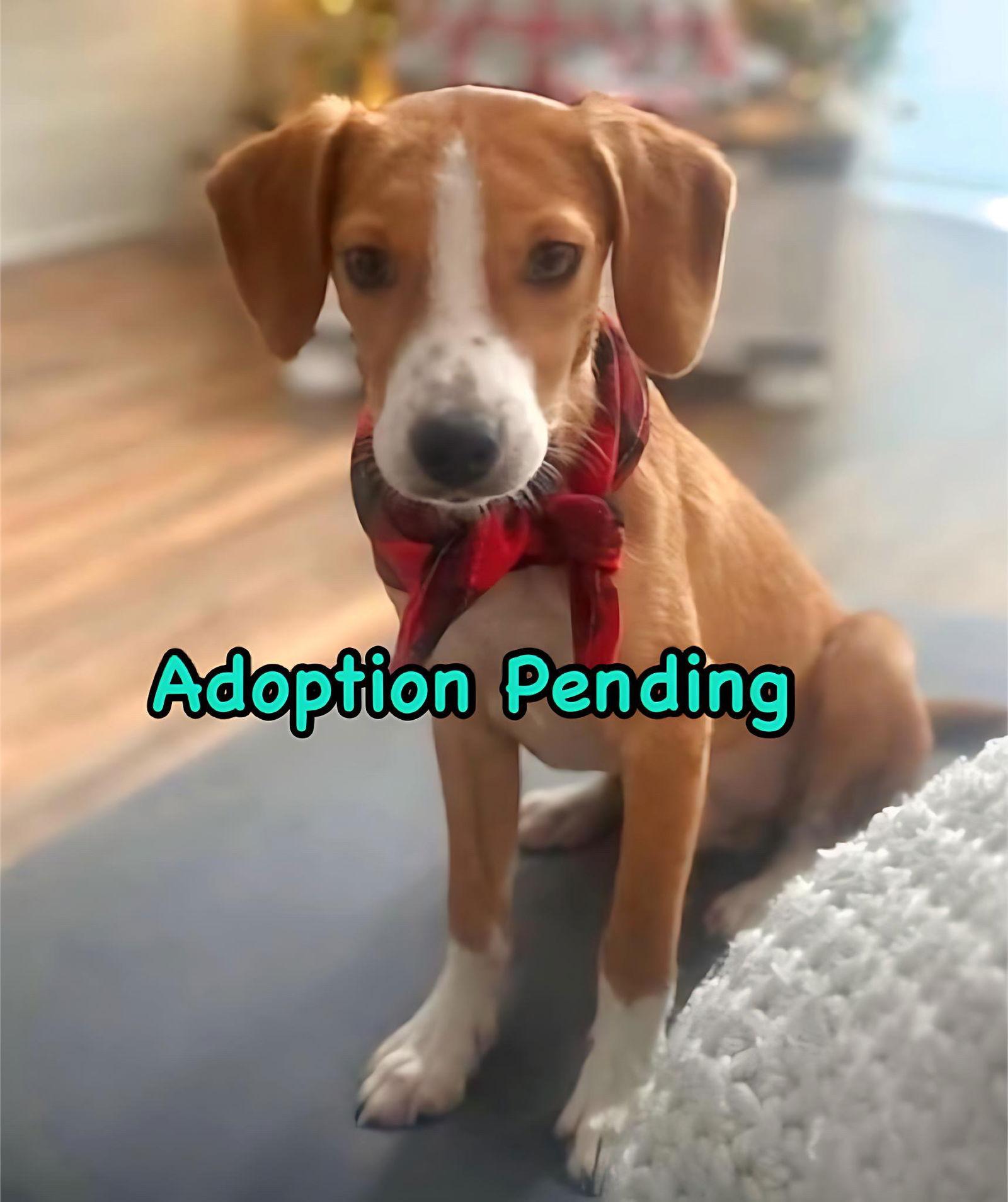 Enlarge Applejack, a Adoptable Beagle in Dunnellon, FL image 3/3