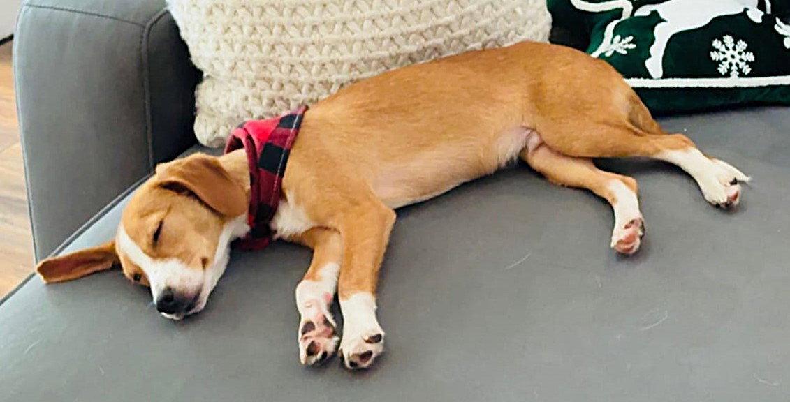 Enlarge Applejack, a Adopted Beagle in Dunnellon, FL image 2/3