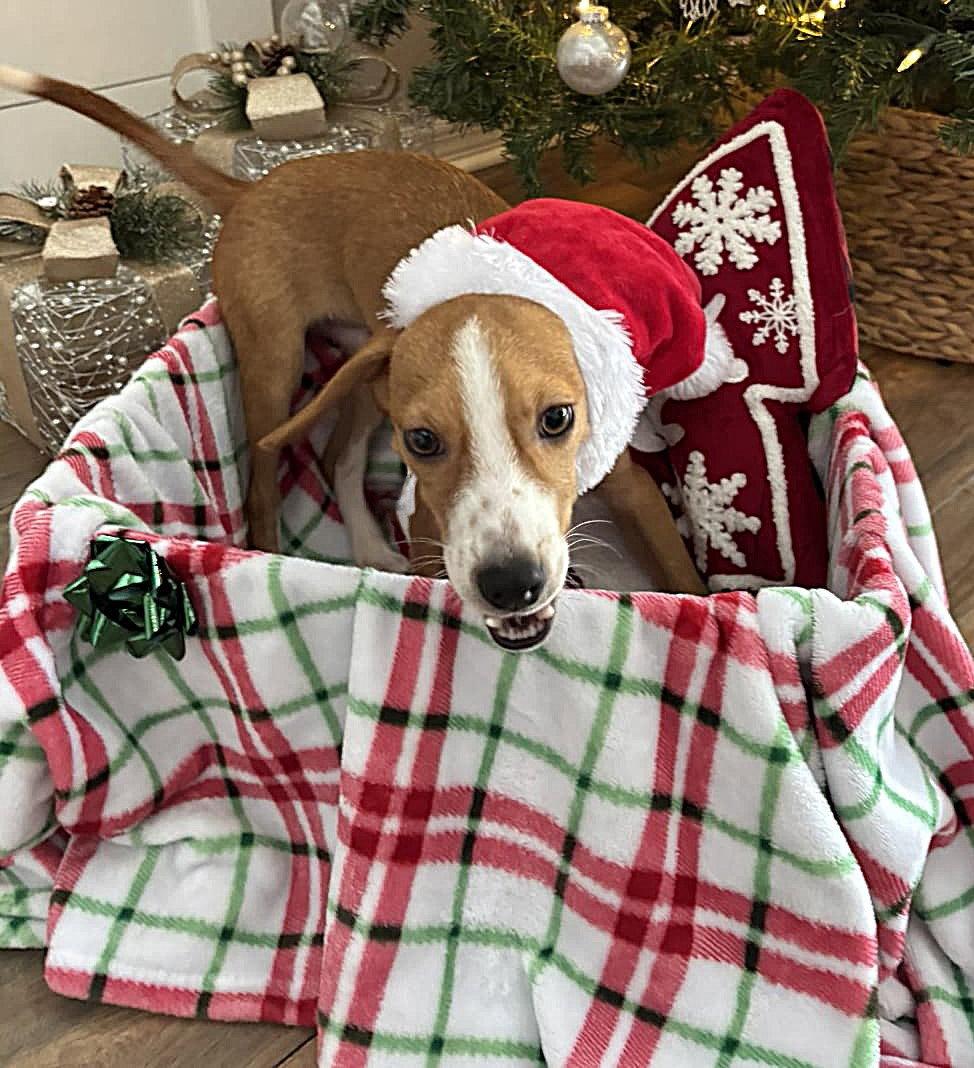 Enlarge Applejack, a Adopted Beagle in Dunnellon, FL image 3/3