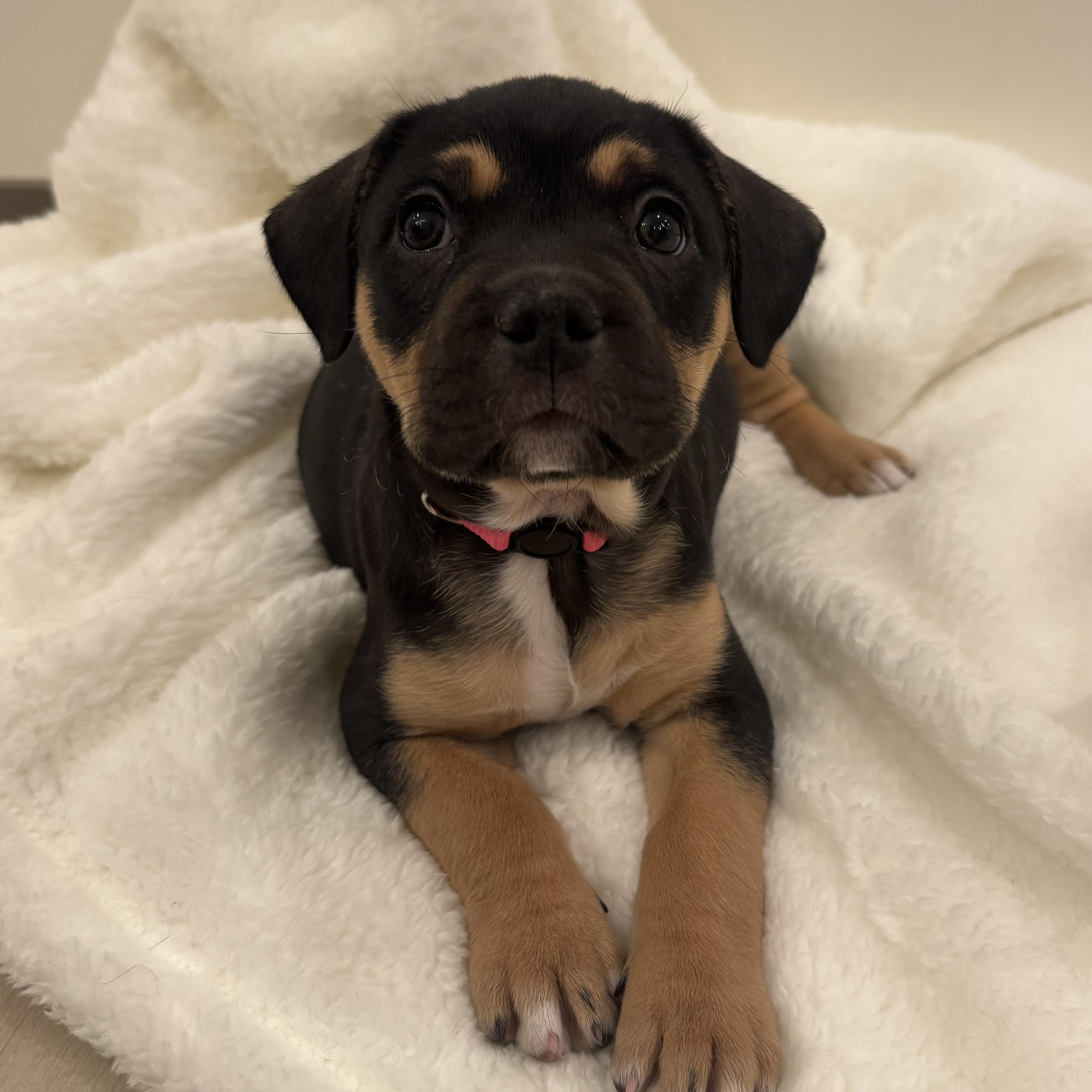 Enlarge Scary Spice, an adoptable mixed breed in Henderson, NV image 3/3