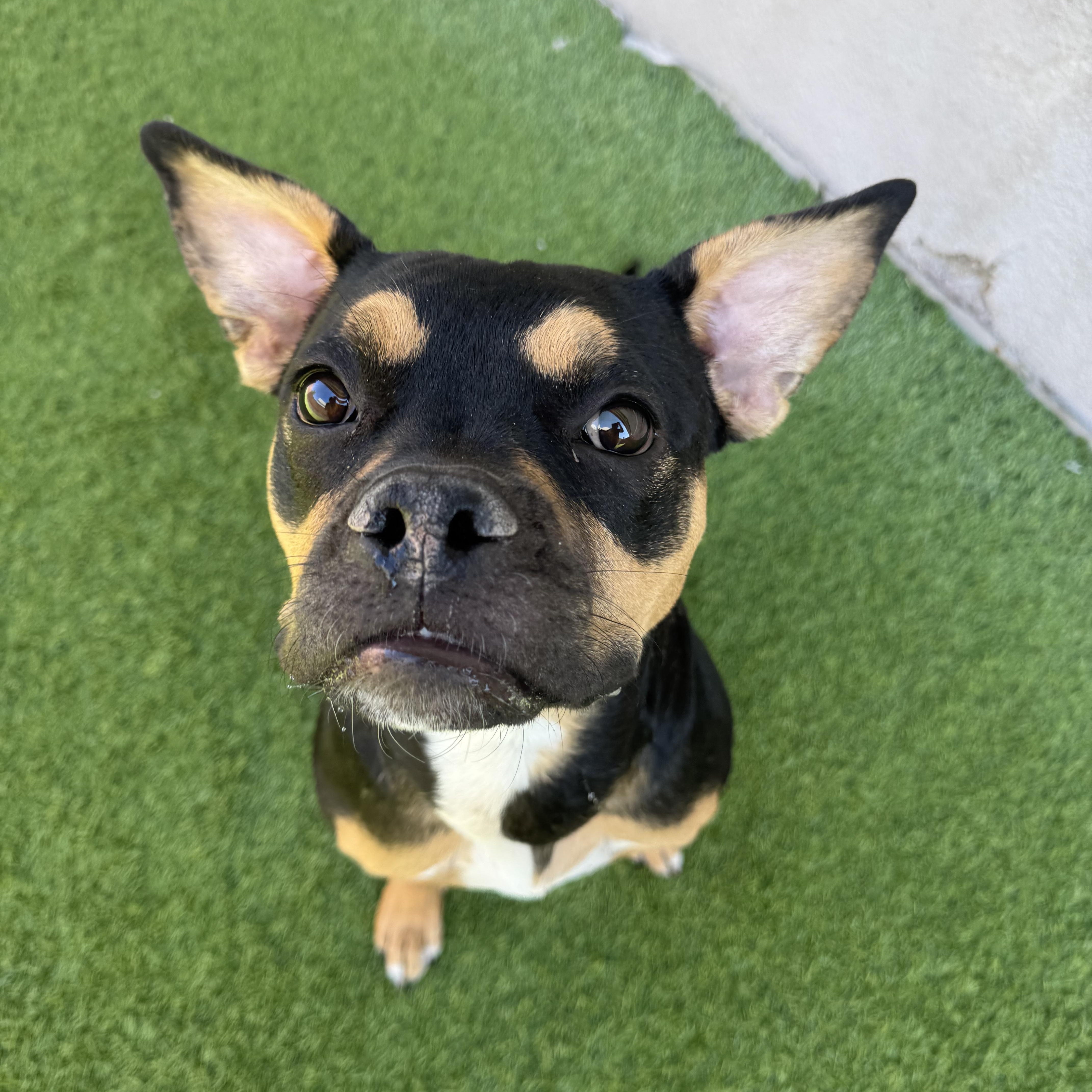 Enlarge Scary Spice, an adoptable mixed breed in Henderson, NV image 1/3