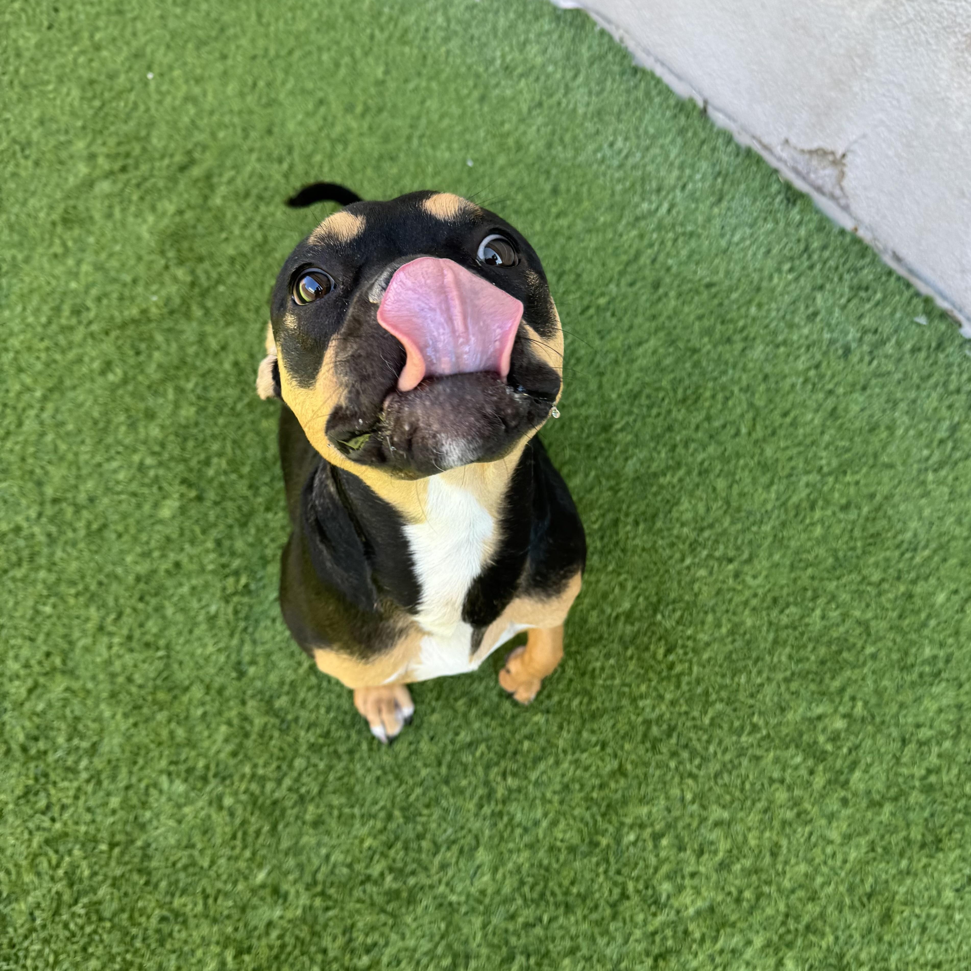 Enlarge Scary Spice, an adoptable mixed breed in Henderson, NV image 2/3