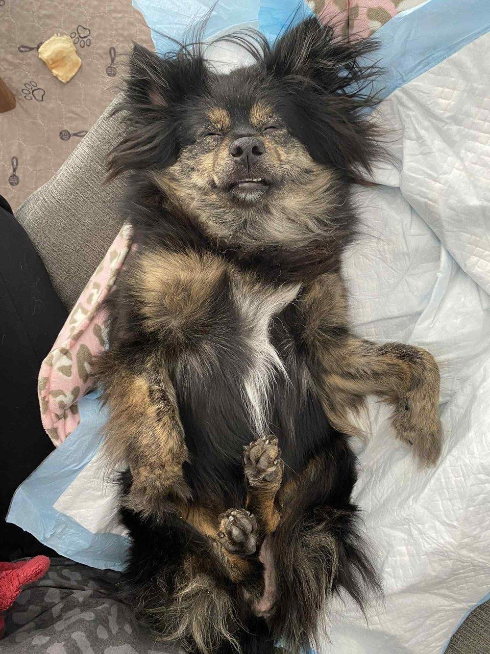 Ita, Adoptable, Adult Female Chihuahua.