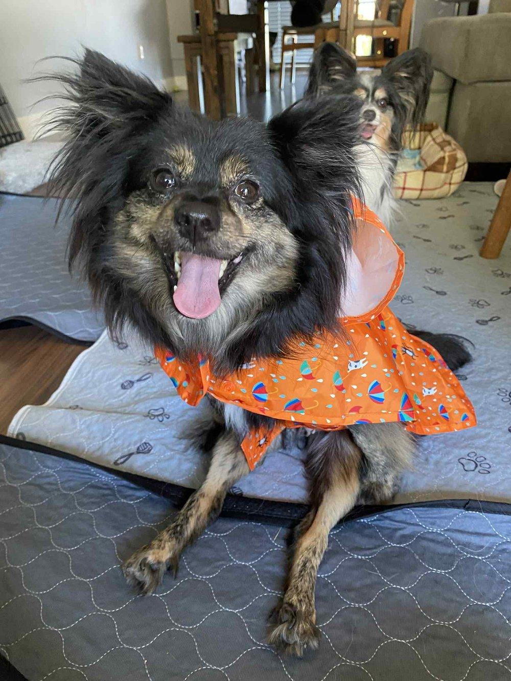 Enlarge Ita, a Adoptable mixed breed in Abbotsford, BC image 2/4