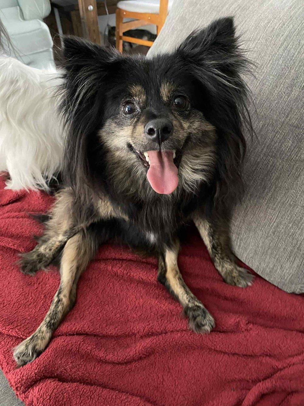 Ita, an adoptable Chihuahua in Abbotsford, BC, V3G 2L5 | Photo Image 1