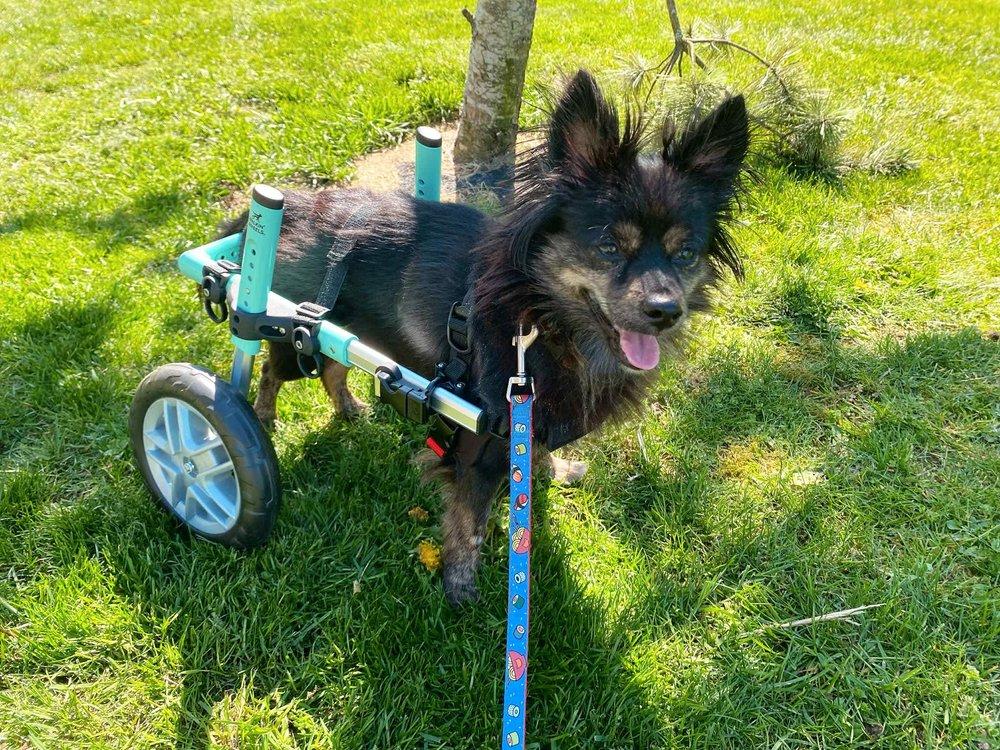 Enlarge Ita, a Adoptable mixed breed in Abbotsford, BC image 4/4