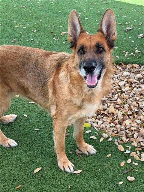 HEIDI, Adoptable, Adult Female German Shepherd Dog.