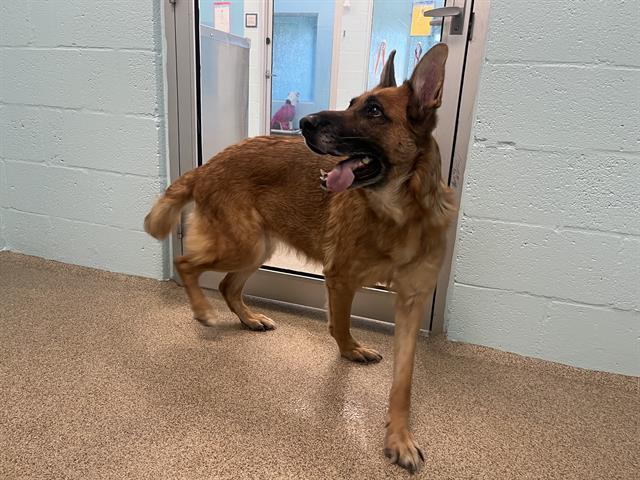 Enlarge HEIDI, a Adoptable German Shepherd Dog in Fort Myers, FL image 1/1