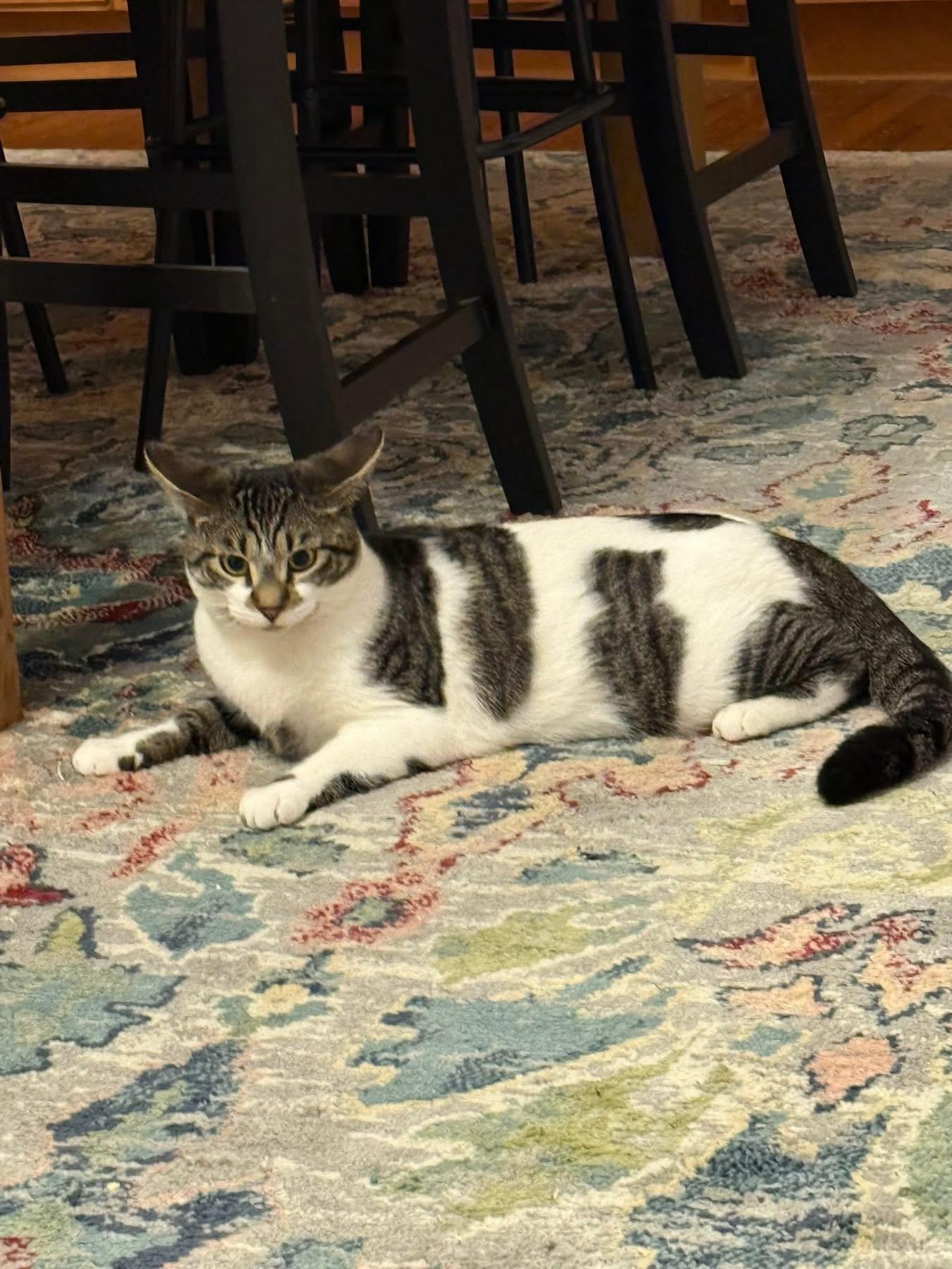 S’mores , a ADOPTABLE Domestic Short Hair in Avondale, PA image 2/2