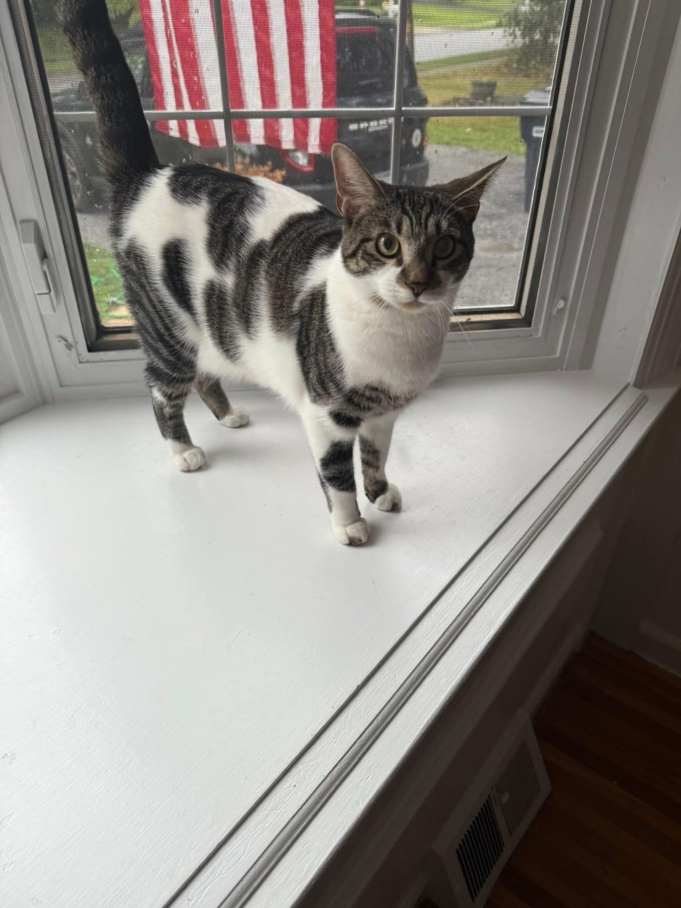 S’mores , ADOPTABLE, Adult Female Domestic Short Hair.