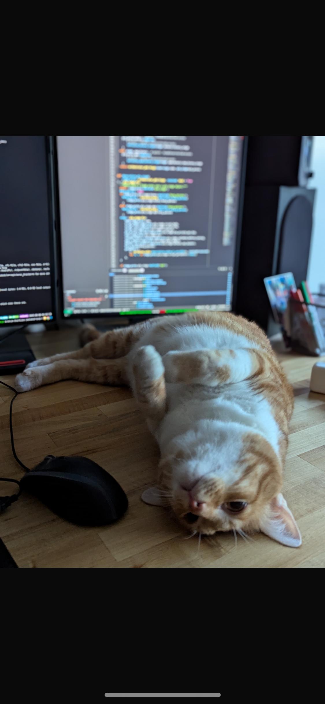 Butternut — ultimate love bug!, a Adopted mixed breed in San Francisco, CA image 1/2