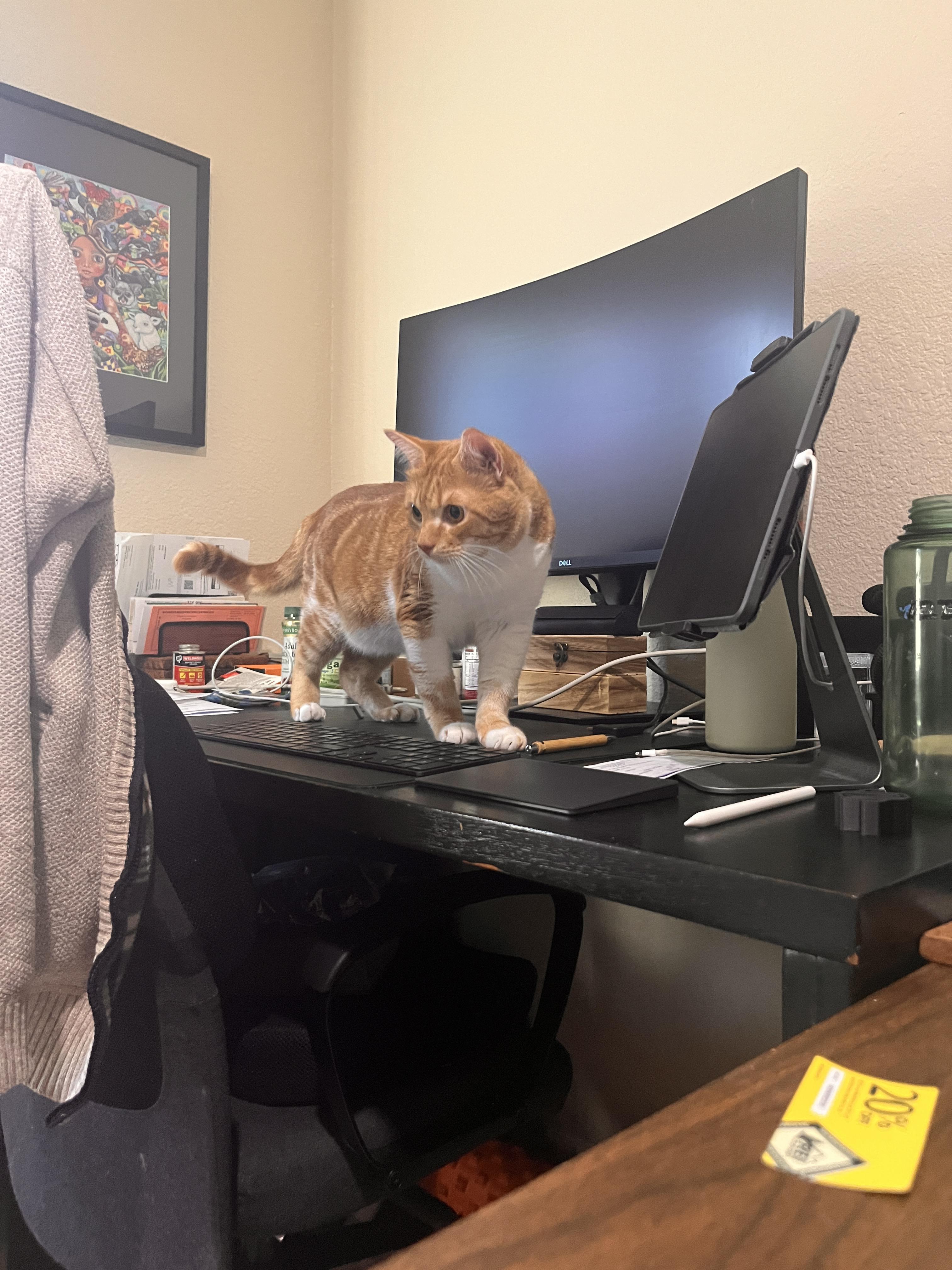 Butternut — ultimate love bug!, a Adopted mixed breed in San Francisco, CA image 2/2