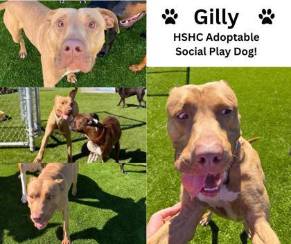 Gilly (in foster), a Adoptable mixed breed in Fishers, IN image 1/2