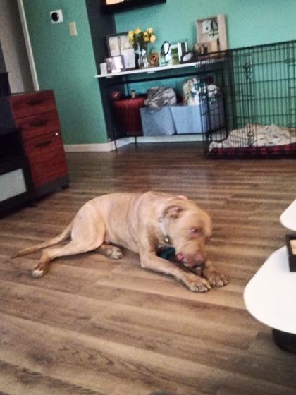 Gilly (in foster), a Adoptable mixed breed in Fishers, IN image 2/2