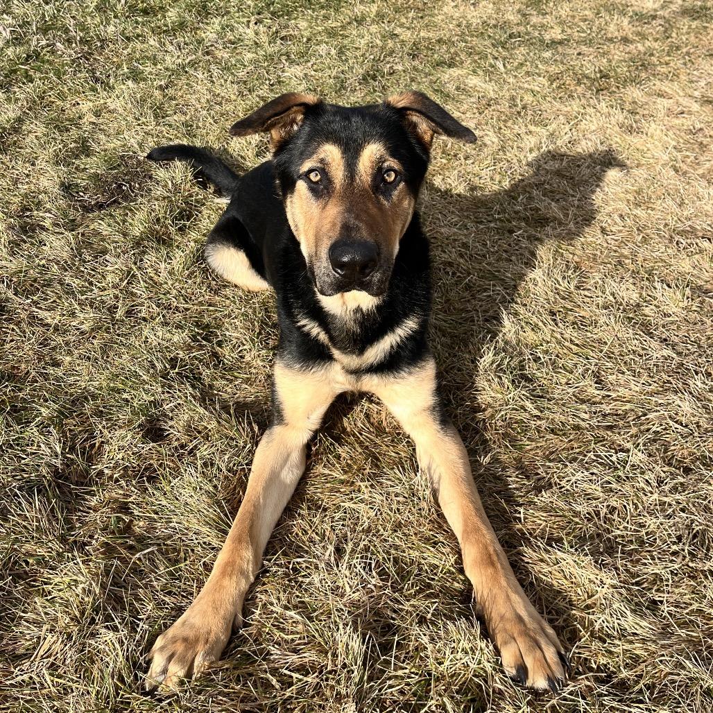 Enlarge Chevy, a Adoptable Mixed Breed in Spokane, WA image 1/6