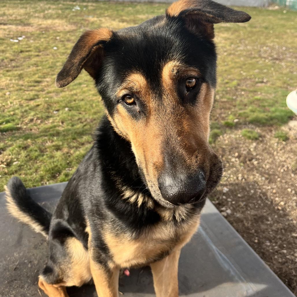 Enlarge Chevy, a Adoptable Mixed Breed in Spokane, WA image 2/6