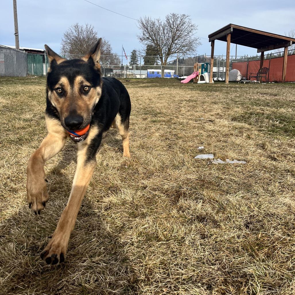 Enlarge Chevy, a Adoptable Mixed Breed in Spokane, WA image 3/6