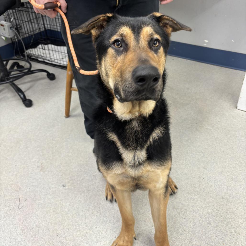 Enlarge Chevy, a Adoptable Mixed Breed in Spokane, WA image 4/6