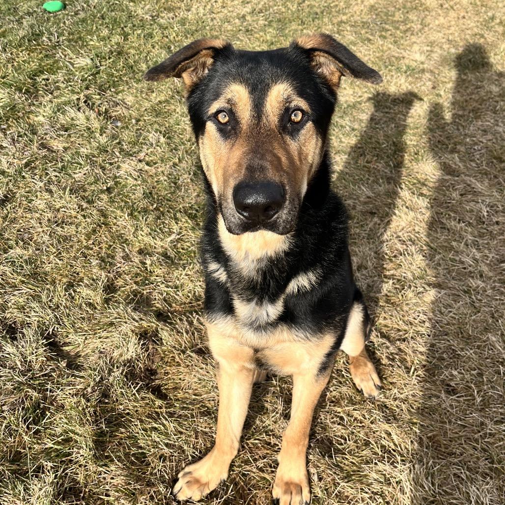 Enlarge Chevy, a Adoptable Mixed Breed in Spokane, WA image 5/6