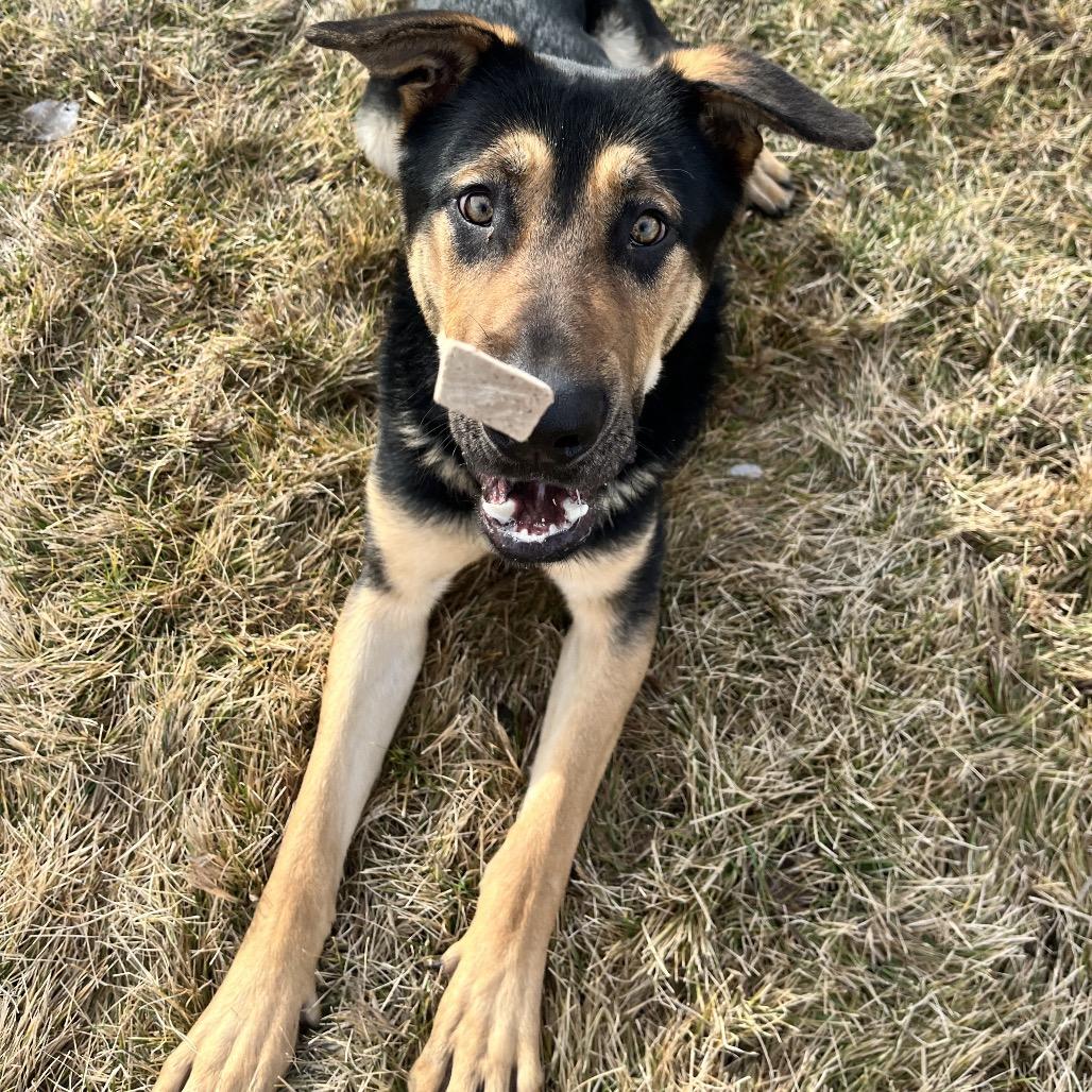 Enlarge Chevy, a Adoptable Mixed Breed in Spokane, WA image 6/6