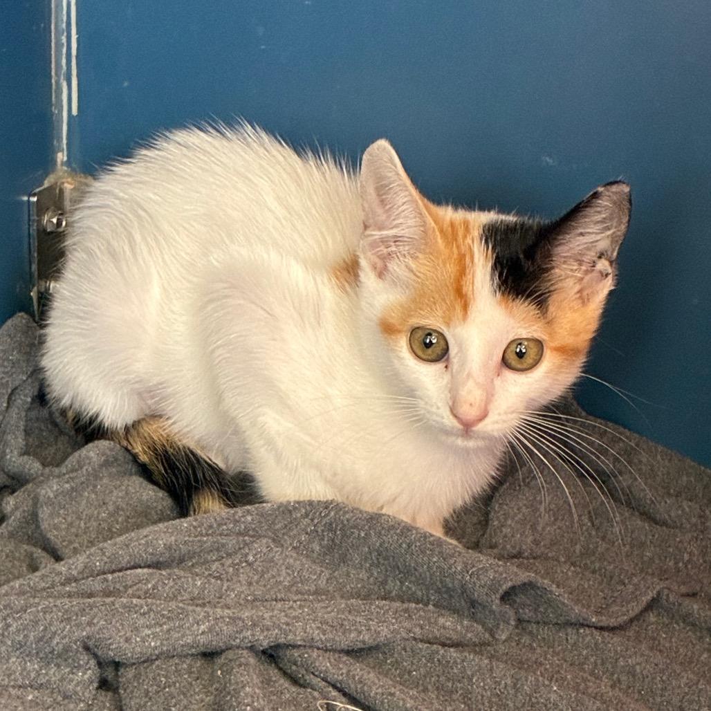 Goldfish, Adoptable, Kitten Female Domestic Short Hair.