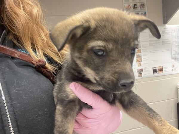 Fluttershy, Adoptable, Puppy Female Siberian Husky & Pit Bull Terrier.