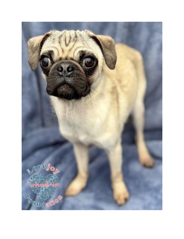 Meet the Fantasy Four COH  a charming group of 1 and a half year old male Pugs 