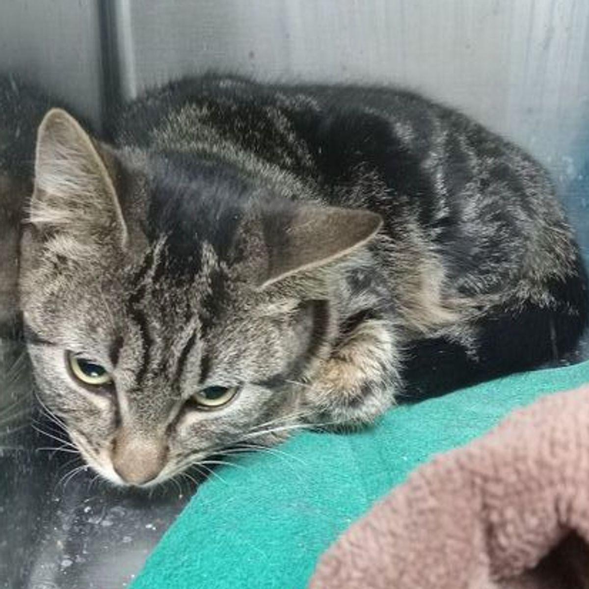 Hazelnut, Adoptable, Adult Female Domestic Short Hair.