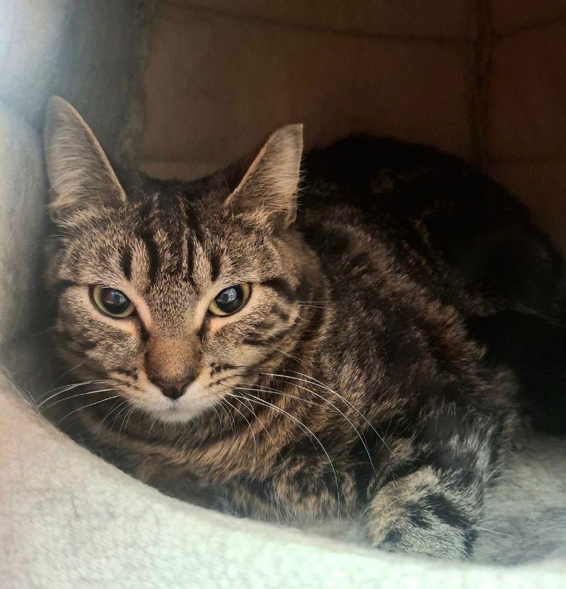 Enlarge Hazelnut, a Adoptable Domestic Short Hair in Lake Havasu City, AZ image 2/2