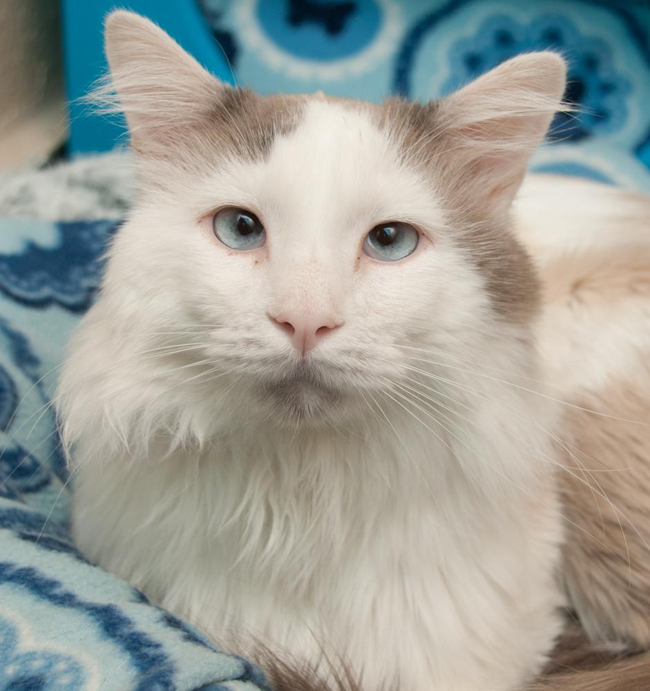 Everest, Adoptable, Adult Male Siamese.
