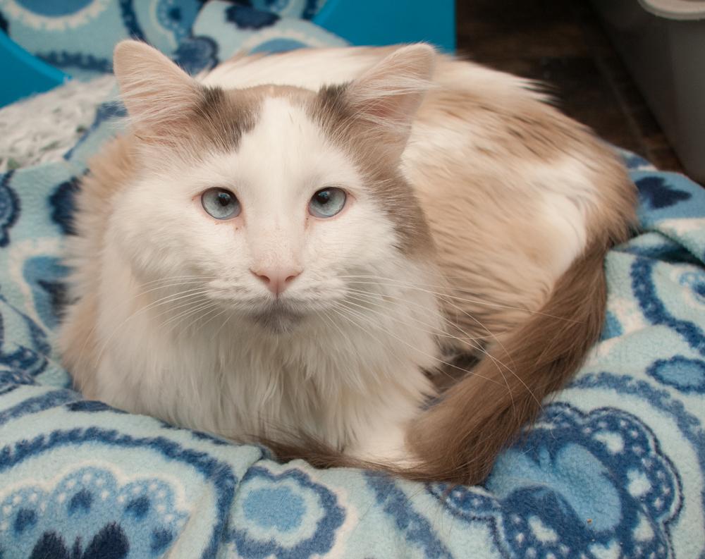 Everest, a Adoptable Siamese in Westminster, CO image 2/2