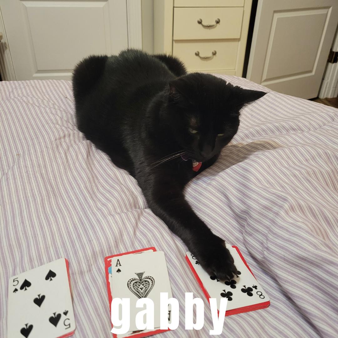 Gabby and Misty, a Adopted Domestic Short Hair in Buchanan, TN image 1/3