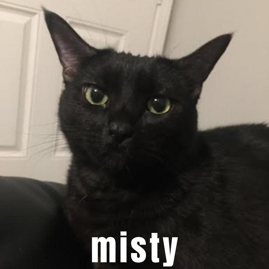 Gabby and Misty, a Adopted Domestic Short Hair in Buchanan, TN image 2/3