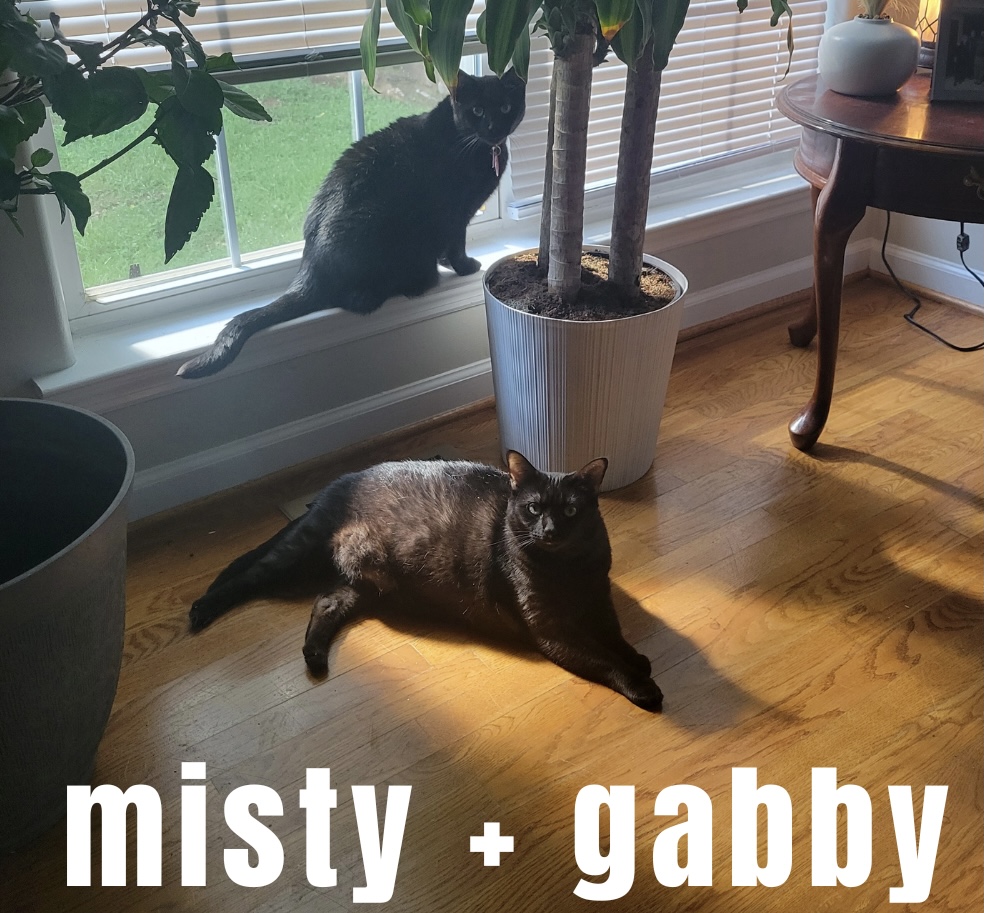 Gabby and Misty, a Adopted Domestic Short Hair in Buchanan, TN image 3/3