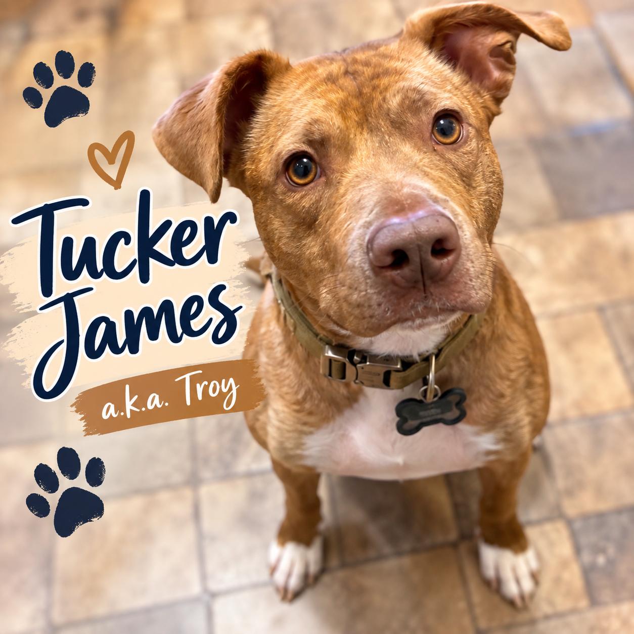 Tucker James (a.k.a. Troy) photo