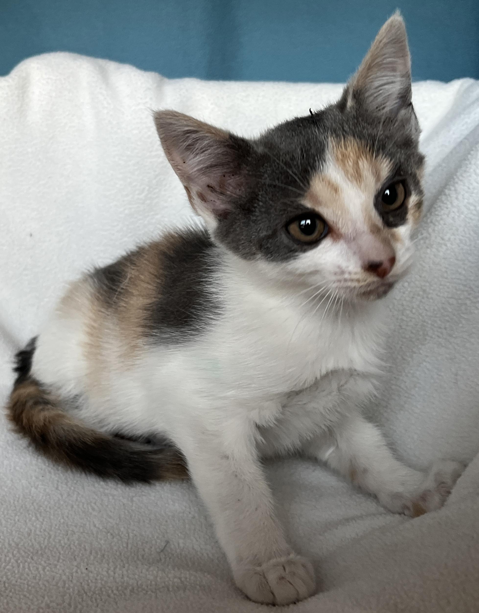 Enlarge Fang, a Adoptable Dilute Calico in Tigard, OR image 2/3