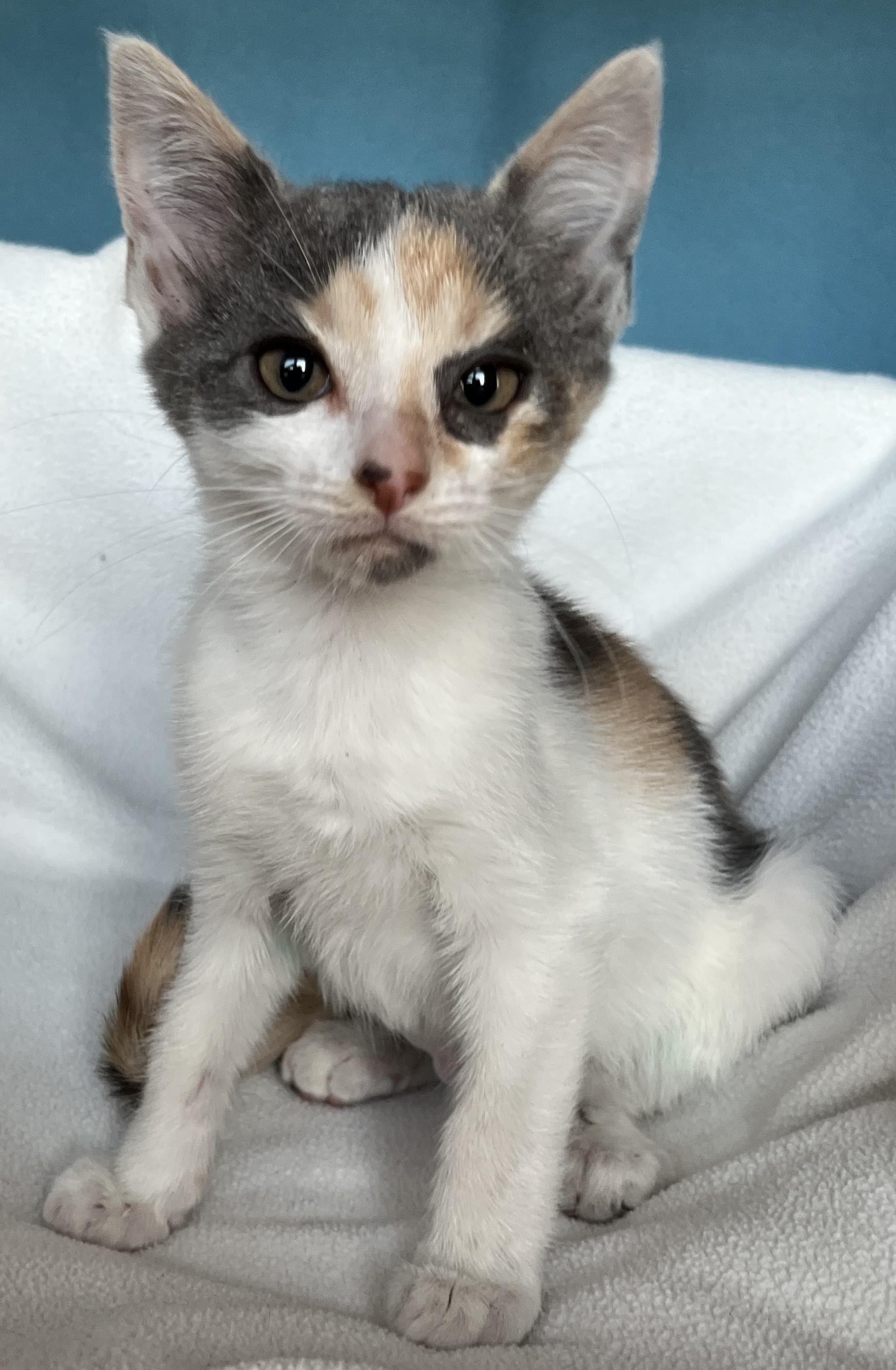 Fang, Adoptable, Kitten Female Dilute Calico.