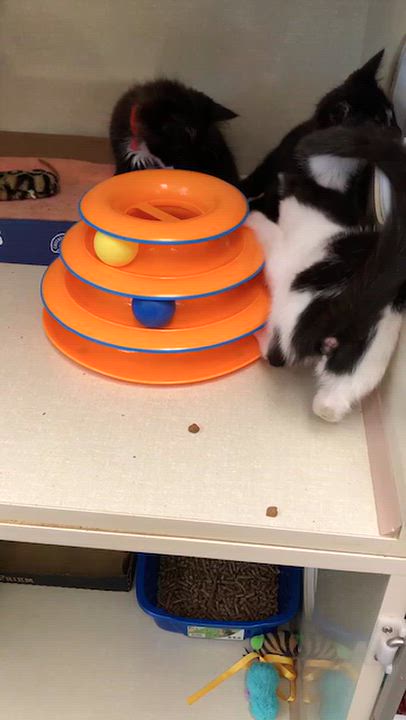 Enlarge Fang, a Adoptable Dilute Calico in Tigard, OR video 3/3