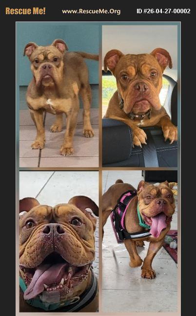 Enlarge Otis, a ADOPTABLE mixed breed in Boca Raton, FL image 1/1