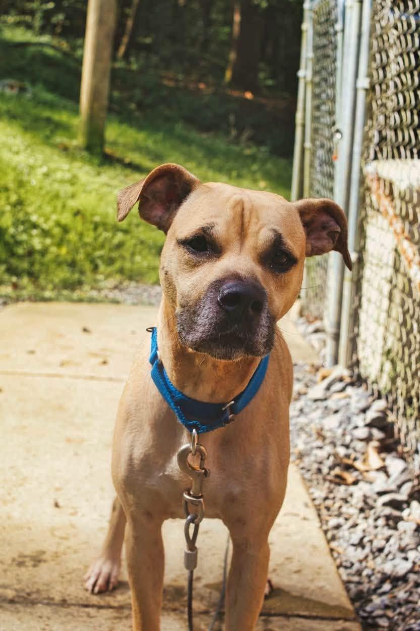 Enlarge Nyla, a Adoptable mixed breed in Grafton, WV image 4/4